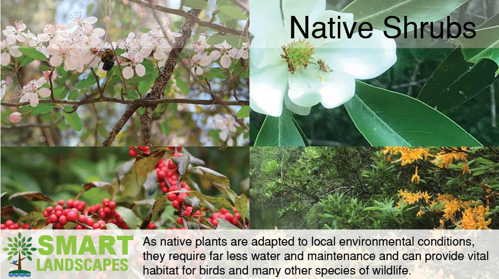 Native Shrubs