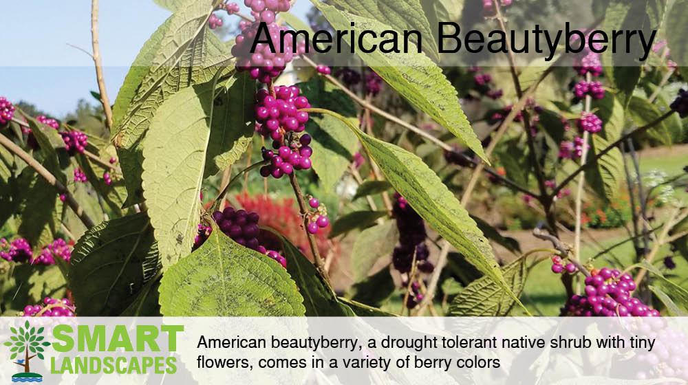 American Beautyberry