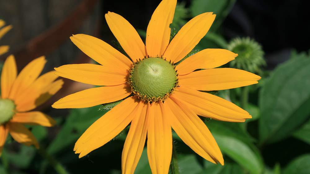 Rudbeckia Irish Eyes