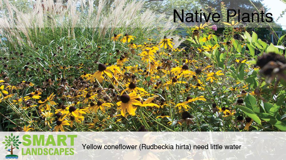 Photo of yellow coneflowers