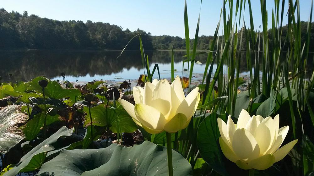 Closeup of two flowers with pond and trees in background