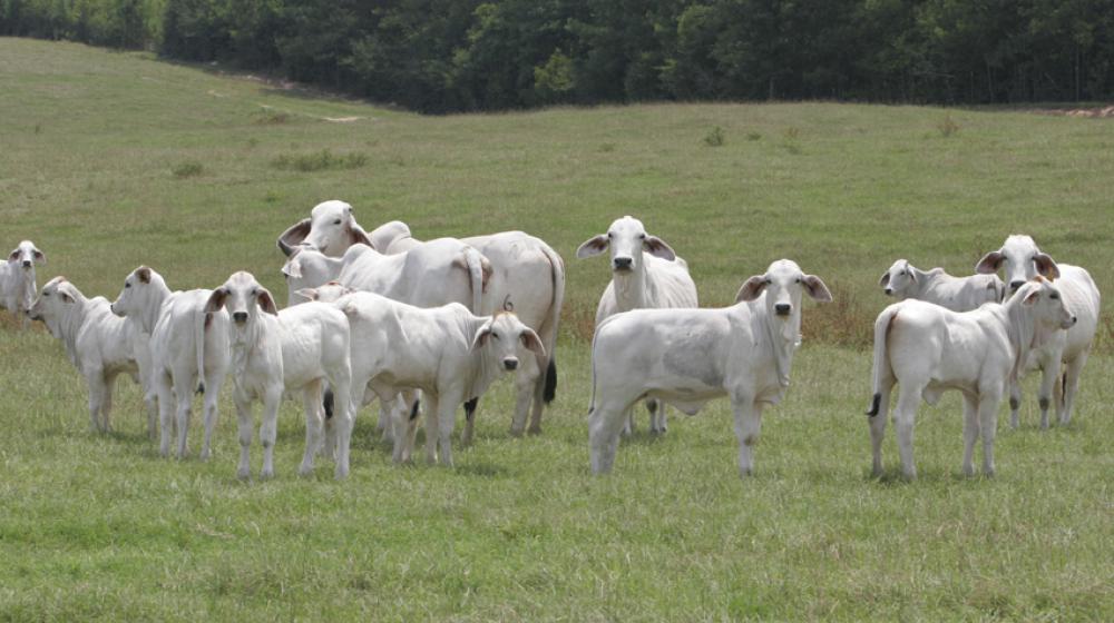 beef cattle Brahman cow calf.