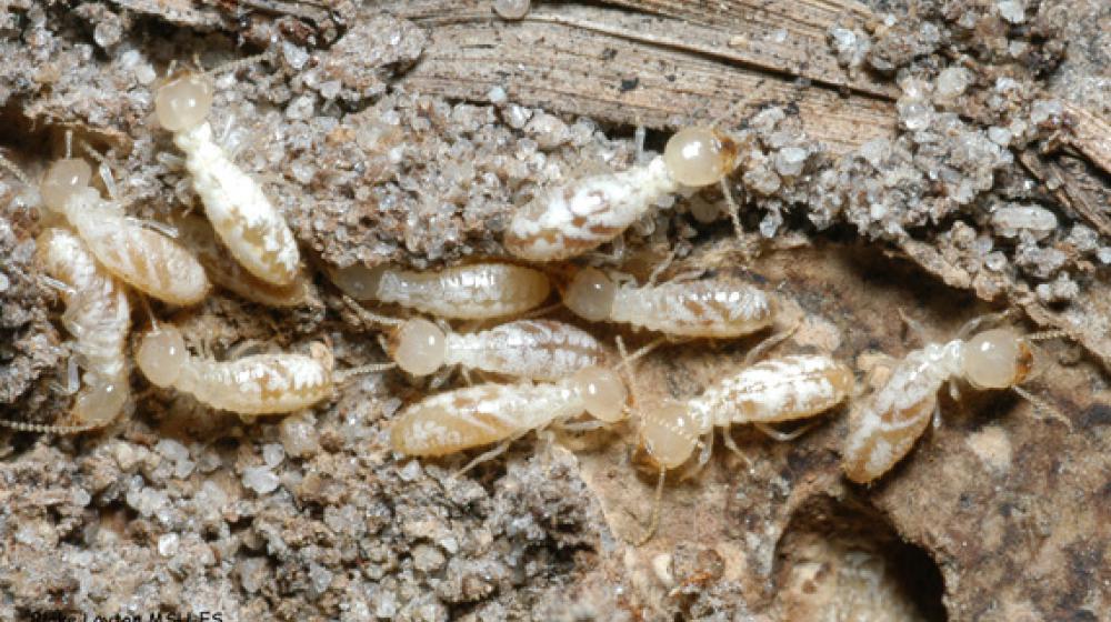 An image of eastern subterranean