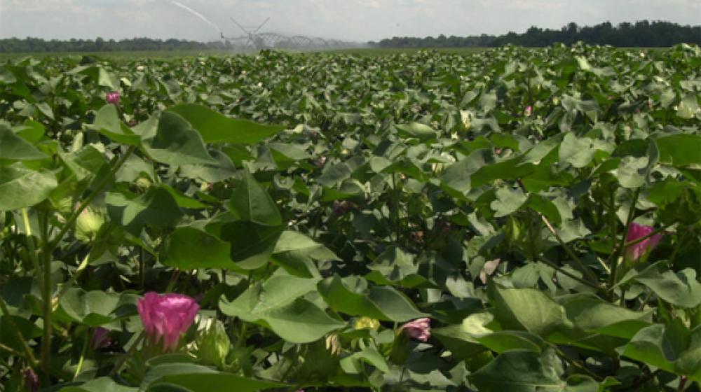 Irrigators in cotton field.