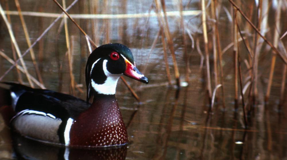 An image of a woodduck in water.