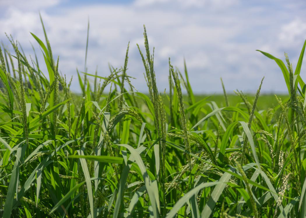 Rice field