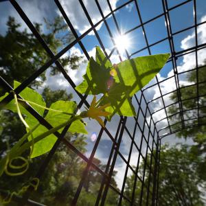 Upward shot of a green plant with a squash bloom. Plant growing on a black wire grid, and the bright blue sky and sun emerge from behind the bloom.