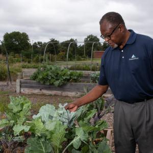 A man examining a growing green vegetable in a garden.