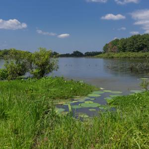 A pond with lily pads and a blue sky with a few white clouds.