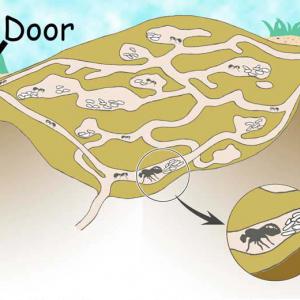 Diagram of foraging tunnels in a mound; an arrow in top left points to the door of the mound.