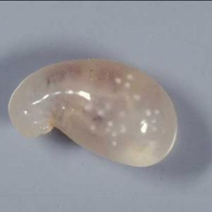 Off-white, teardrop shaped fire ant larva.
