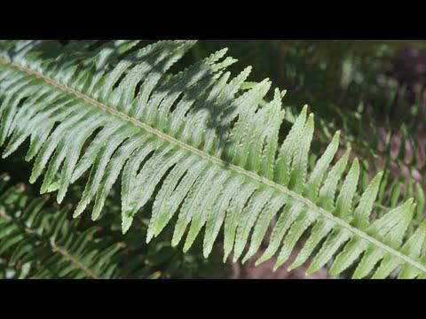 Hanging Ferns