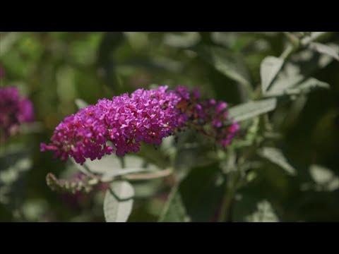 Tiny Flowers