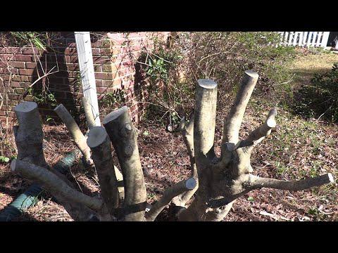 Renewal Pruning