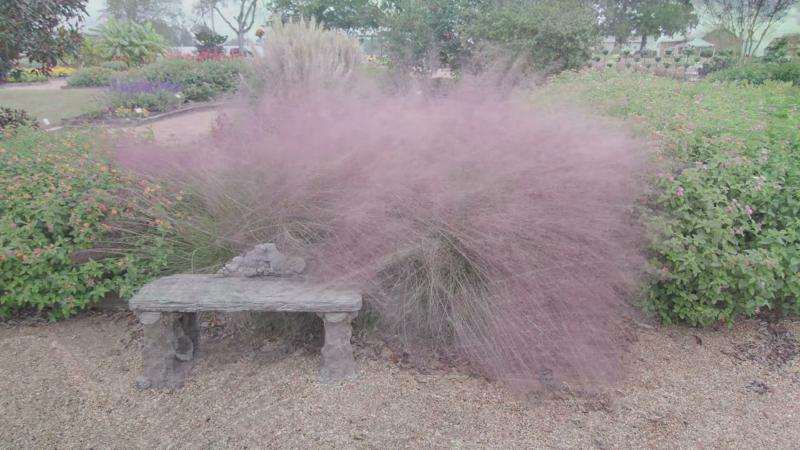 Ornamental Grasses, July 2023