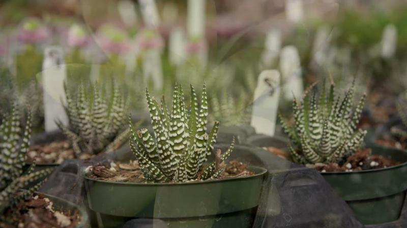 Succulent Container Plantings, April 2023