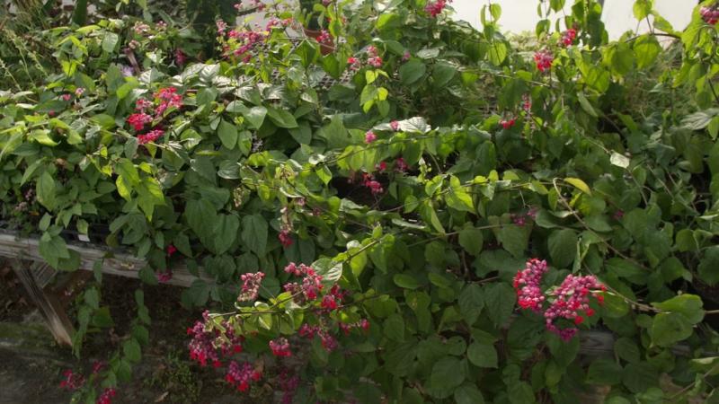 Bleeding Heart Vine, February 2025