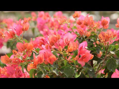 Bougainvillea