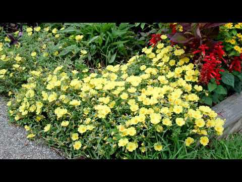 Tim's Mailbox Garden