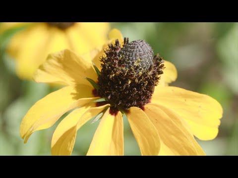 Yellow Flowers