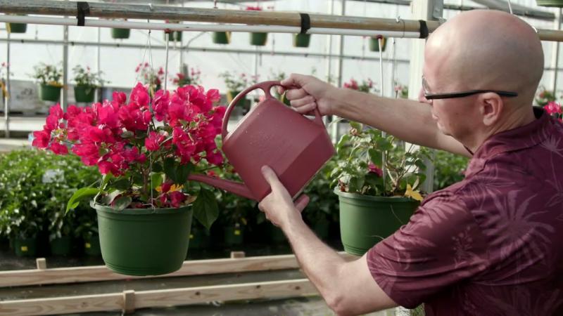 Colorful Bougainvillea, March 2024