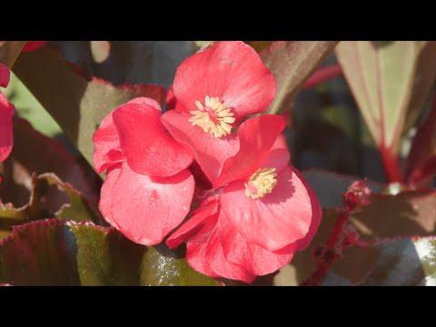 Sun and Shade Begonias