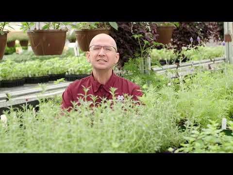 Container Herb Garden, May 2023