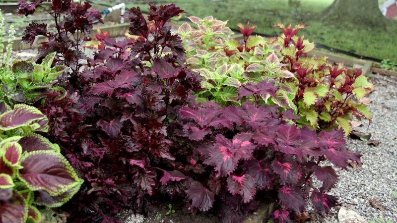 Colorful Coleus