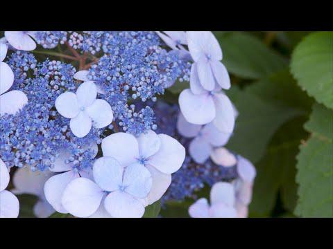 Hydrangea