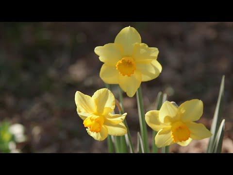 Yellow Spring Flowers