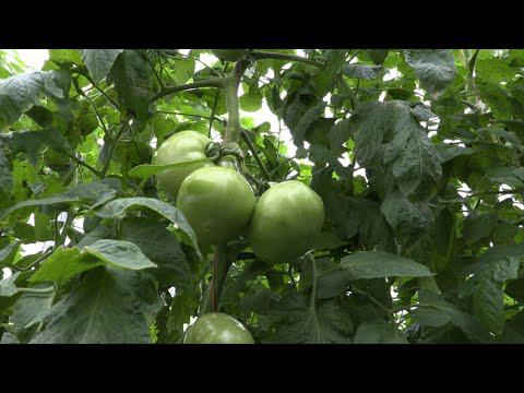 Greenhouse Tomatoes