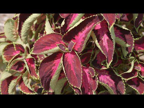 Tough Coleus Color