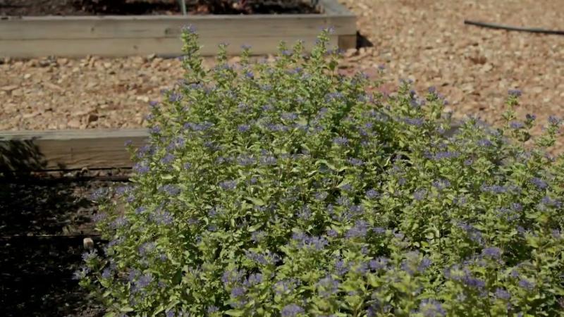 Caryopteris, November 2023