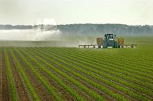 Dry conditions are causing some Mississippi corn producers to begin irrigating early. This tractor cultivates rows in a Sharkey County corn field near Anguilla, Miss., to make way for furrow irrigation while a center pivot irrigation system runs in a field behind the tractor. (Photo by Robert H. Wells/MSU Delta Research and Extension Center)