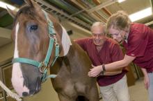 Dr. Bob Linford of Mississippi State University's College of Veterinary Medicine instructs veterinary student Angie Skyles in equine joint palpation, or feeling with the hand, techniques. (Photo by Tom Thompson)