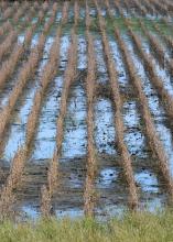 Excessive fall rains have saturated 91 percent of the state's soil, leaving many crops stranded and wasting in fields too wet for harvest equipment to enter. Water stands between most rows of this soybean field in western Lowndes County. (Photo by Scott Corey)