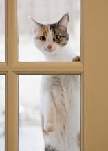 After insisting to go out, Precious the cat lets her Starkville owner know she needs to come back in from the cold. (Photo by MSU Ag Communications/Tom Thompson)