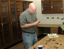 Mississippi State University plant pathologist Tom Allen checks cotton seedlings for black root rot disease, a fungus that causes plants to rot from the roots. (MSU Delta Research and Extension file photo)