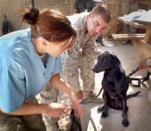 Capt. SaraRose Knox, a 2010 graduate of MSU's College of Veterinary Medicine, teaches military handlers basic first aid for their dogs, such as bandaging, stabilizing fractures and trimming nails. (Submitted photo)