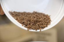 Black soldier fly larvae can be harvested, dried and milled to create a high-protein meal for livestock, poultry and aquaculture consumption. (Photos by Kat Lawrence)