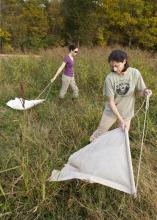 Dr. Andrea Varela-Stokes (foreground) and graduate student Gail Moraru use "tick drags" to collect specimens for their tick-borne disease surveys. (Photo by MSU College of Veterinary Medicine/Tom Thompson)