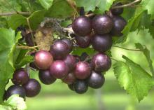 Muscadine grapes