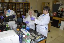 Eighth-grade science teachers Judy Harden of Saltillo (left) and Joan Estapa of Bay Saint Louis conduct experiments during an intense two-week course in functional genomics and biology at Mississippi State University. The teachers were taking part in a Research Experience for Teachers grant under the supervision of an associate professor in MSU's Department of Animal and Dairy Science. (Photo by MSU Ag Communications/Linda Breazeale)