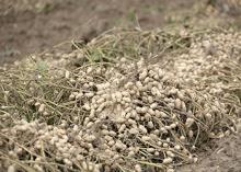 More Mississippi producers are growing peanuts as global demand remains steady and new marketing opportunities open up in the state. (File photo by MSU Ag Communications/Kat Lawrence)