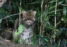 Staff at the Animal Emergency Referral Center in Flowood recently operated on a fishing cat from the Jackson Zoo. Native to South Asia, the fishing cat is an endangered exotic cat about the size of a bobcat. (Photo submitted by The Jackson Zoo)