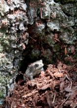 Toads are welcome in most gardens, but their pest control value is limited because their typical diet consists of insects that do not threaten gardens. (Photo by MSU Ag Communications/Kat Lawrence)