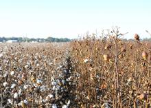 A test plot of a smooth-leaf cotton variety, right, planted next to a test plot of a hairy-leaf cotton variety, left, at the Mississippi State University Delta Research and Extension Center in Stoneville shows the impact of tarnished plant bugs on cotton yields. (Photo courtesy of Wilks Wood)