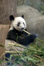 Gastrointestinal diseases are major causes of death among wild and captive pandas. Mississippi State University researchers are working with the Memphis Zoo to learn about the digestive processes of pandas, such as this giant panda housed at the zoo. (File photo by MSU Ag Communications/Kat Lawrence)