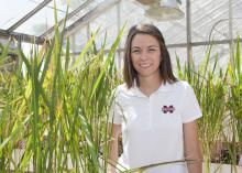 Jennifer Corbin, a research associate with the Mississippi Agricultural and Forestry Experiment Station, studies rice varieties, such as these growing in a greenhouse at the Delta Research and Extension Center in Stoneville on May 22, 2014. (Photo by MSU Ag Communications/Kat Lawrence)