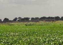 Across the Delta, many producers are abandoning pivot-irrigation systems for furrow irrigation. This unused system sat rusting near Highway 82 in Leland, Mississippi, on June 18, 2014. (Photo by MSU Ag Communications/Bonnie Coblentz)